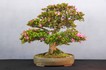 HB_Rhododendron_indicum_40_10.JPG