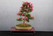 LER_Rhododendron_indicum_unbek_1.JPG