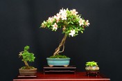 Rhododendron-012_WG.jpg