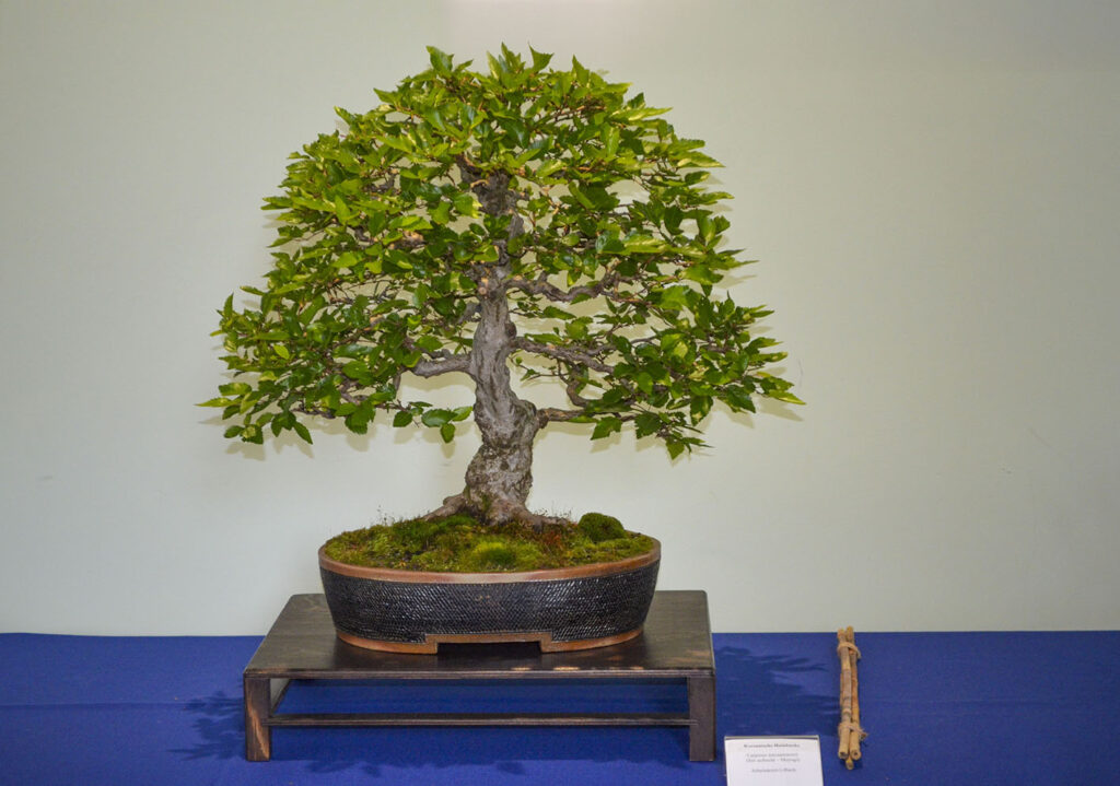 bin 2024 leer dsc 0026