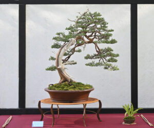 BiN 2023 Bremen 708 1a