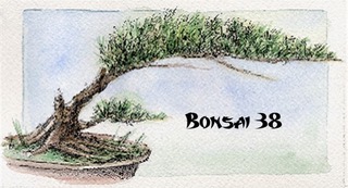 Bonsai 38