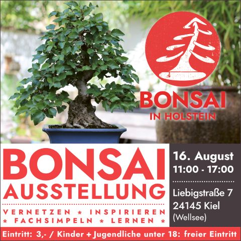 bih bonsai in holstein 26